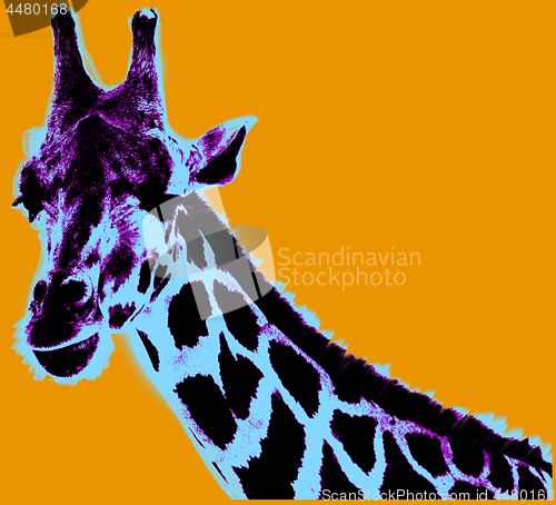 Image of Picture with giraffe over orange background