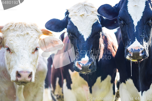 Image of Cows staring with slobber and flies