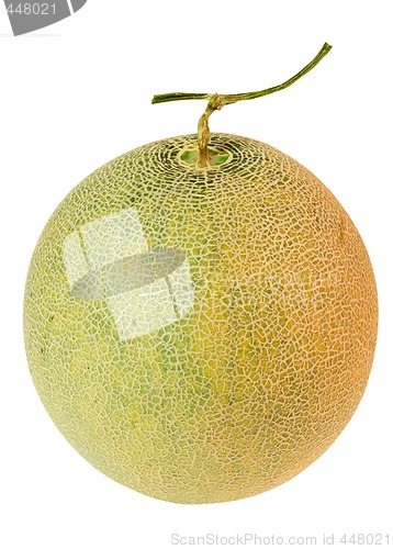 Image of Whole musk melon


