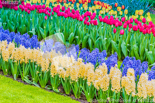 Image of Vibrant flowerbed spring flower park