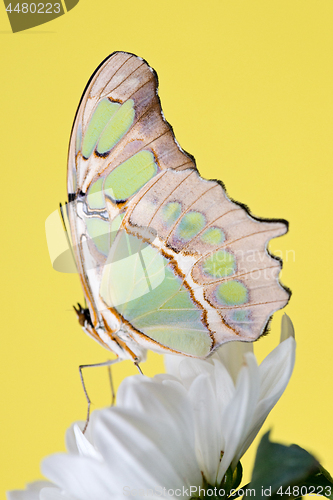 Image of Tropical butterfly on the flower