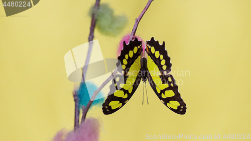 Image of Tropical butterfly