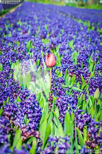 Image of Field of blue hyacinth with red tulip