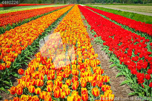 Image of Field of tulips