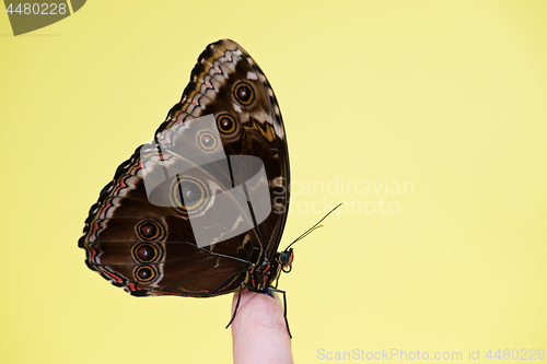 Image of Morpho butterfly