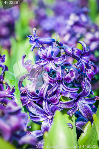 Image of Purple hyacinths