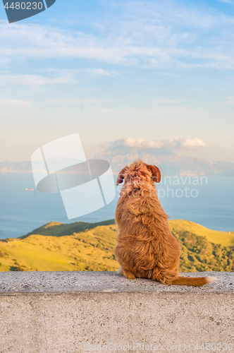 Image of Lonely dog sitting turned backwards