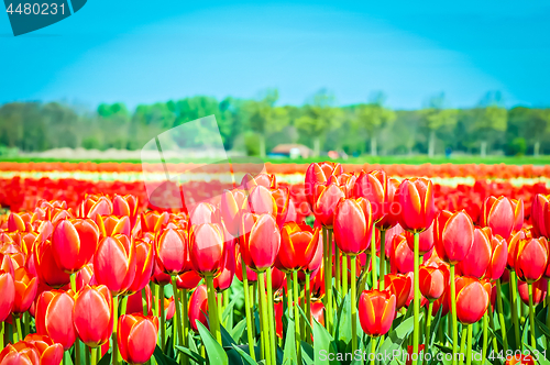 Image of Field of tulips and blue sky