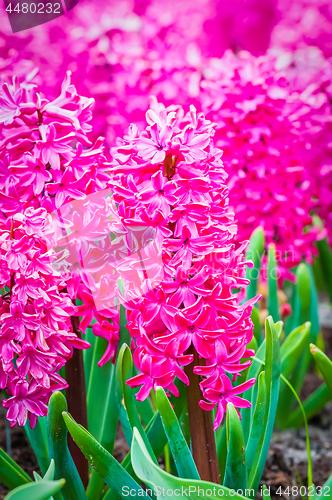 Image of Macro shot of pink hyacinth