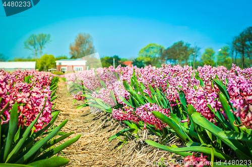 Image of Field of pink hyacinth