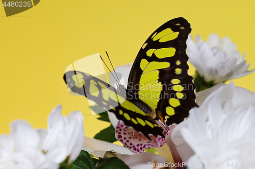 Image of Tropical butterfly on the flower