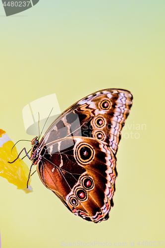 Image of Morpho butterfly
