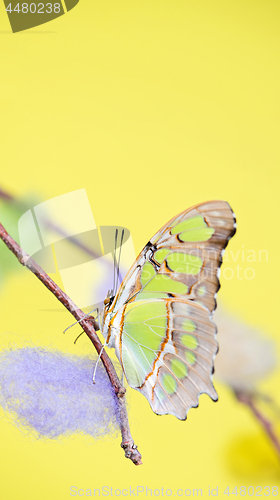 Image of Tropical butterfly