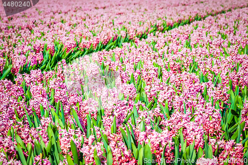 Image of Field of pink hyacinths with red tulip