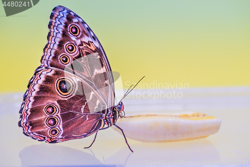 Image of Macro morpho butterfly