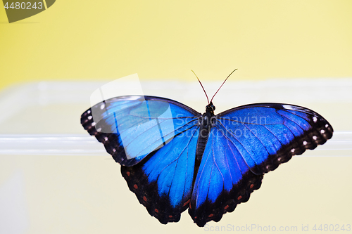 Image of Macro shot of blue morpho butterfly