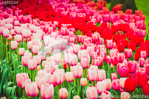 Image of Pink and red tulips on the flowerbed