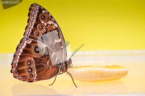 Image of Macro morpho butterfly
