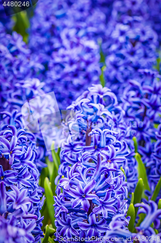 Image of Macro shot of blue hyacinth