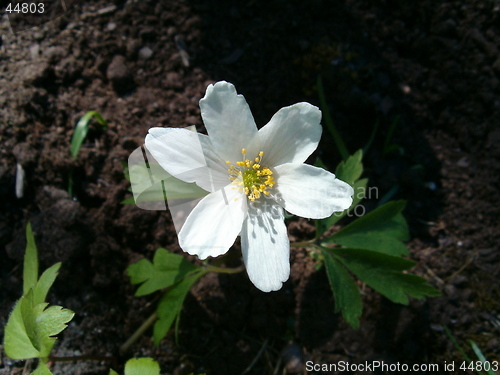 Image of Wood Anemone