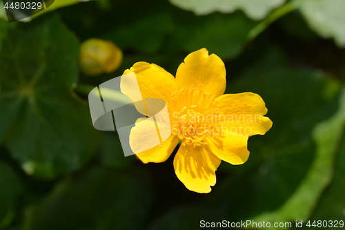 Image of Marsh marigold