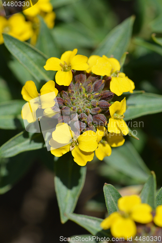 Image of Alpine Wallflower Golden Gem