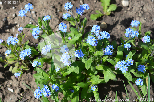 Image of Alpine forget-me-not