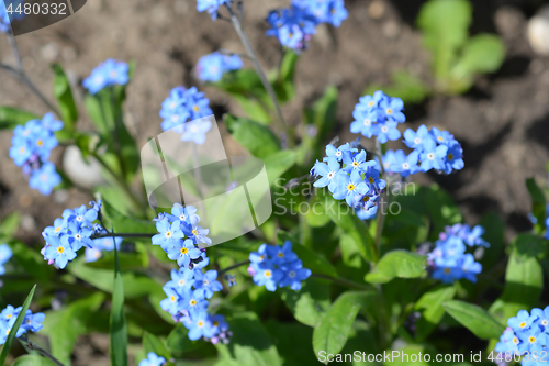 Image of Alpine forget-me-not