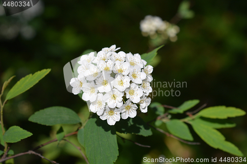 Image of Reeves Spirea