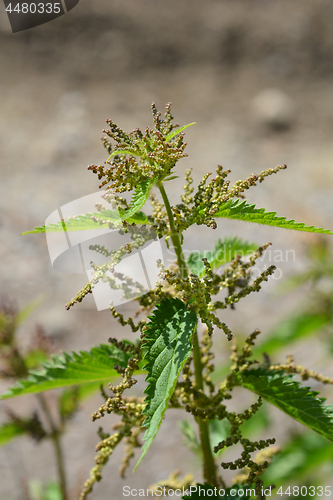 Image of Common nettle