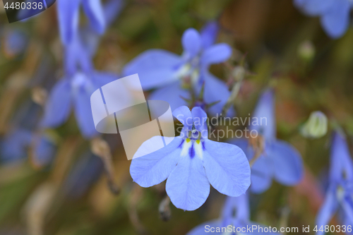 Image of Garden lobelia