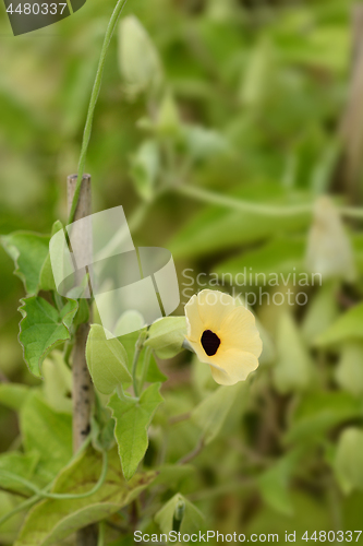 Image of Black-eyed Susan vine