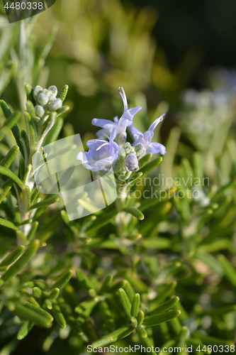 Image of Rosemary flower