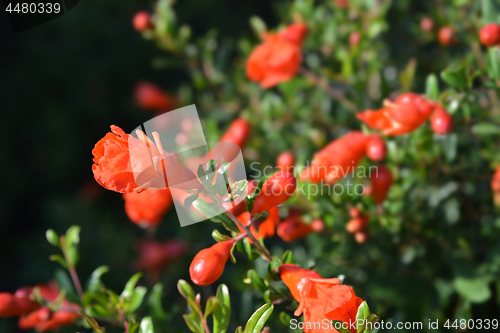 Image of Pomegranate