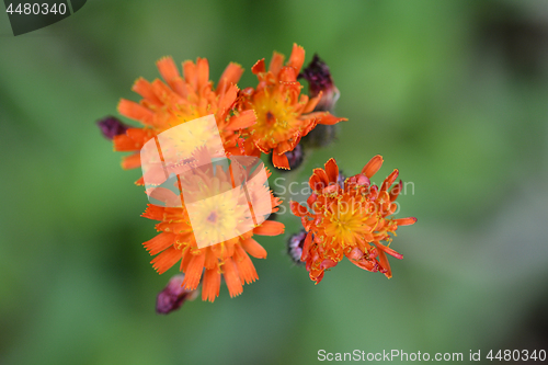 Image of Orange hawkweed Rotgold Hybrids