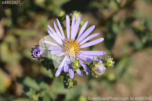 Image of Summer Michaelmas daisy