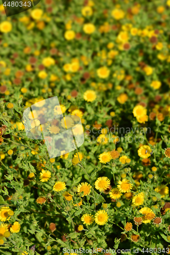 Image of Small fleabane flowers