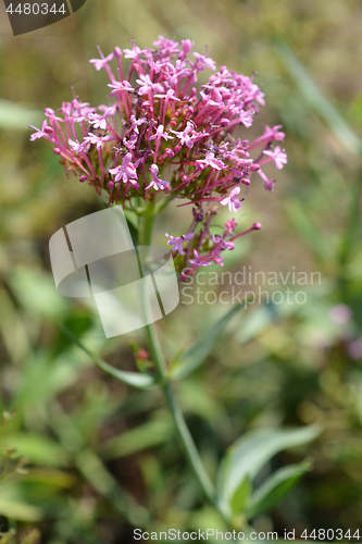 Image of Red valerian