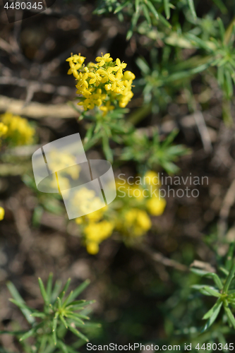 Image of Yellow bedstraw