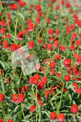 Image of Red globe amaranth