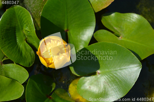 Image of Yellow water lily