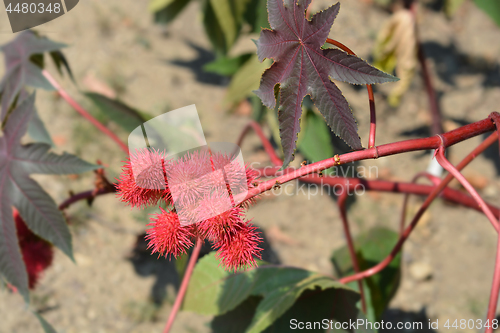 Image of Castor oil plant