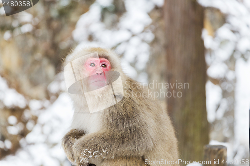 Image of japanese macaque or snow monkey at jigokudan park