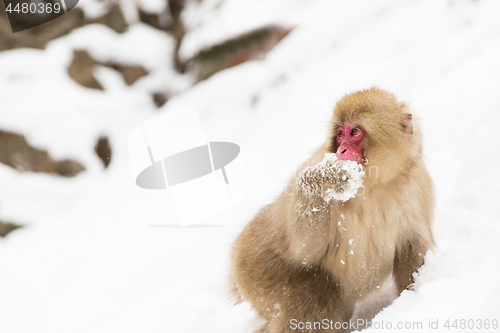 Image of japanese macaque or monkey searching food in snow