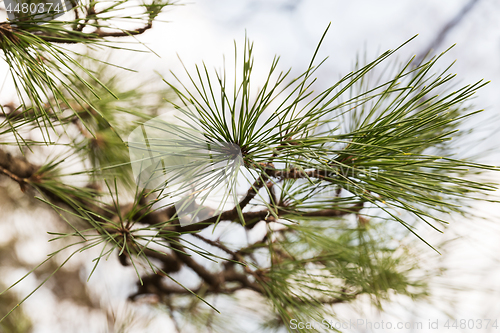 Image of close up of green pine tree branch