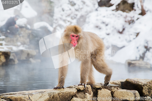 Image of japanese macaque or snow monkey in hot spring