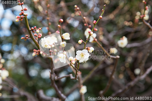 Image of close up of beautiful sakura tree blossoms