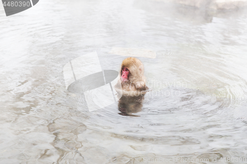 Image of japanese macaque or snow monkey in hot spring