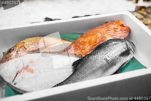 Image of fresh fish or seafood at japanese street market