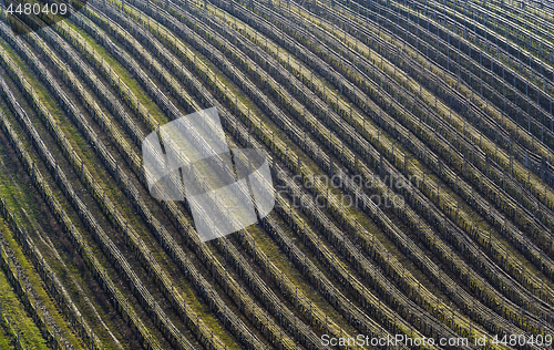 Image of Vineyard in spring